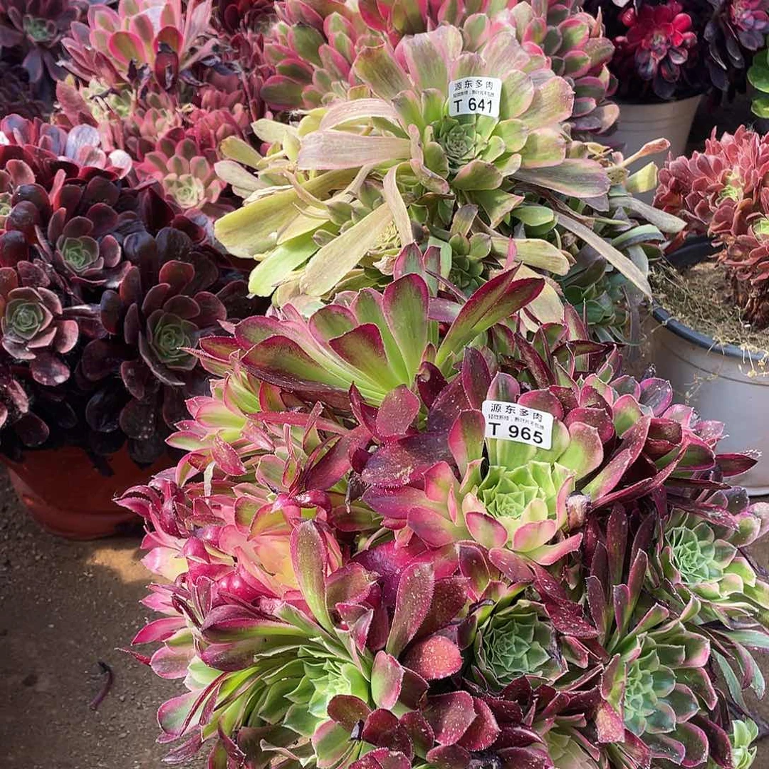 965天河多肉法师断枝不包