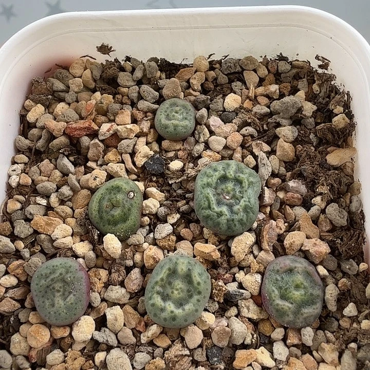 绿豆糕6颗 带盆发