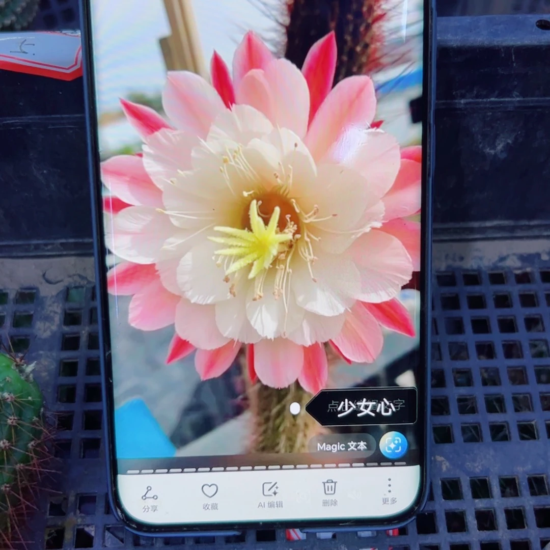 下65金妞少女心 歪无根侧芽5公分左右20包邮