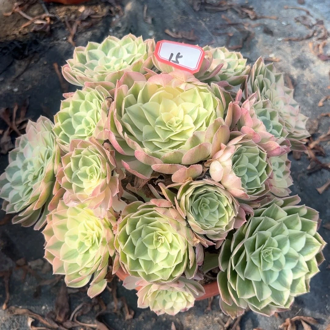 全部花朵15西施多肉植物
