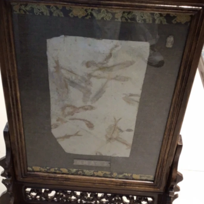 屏风木质群鱼。