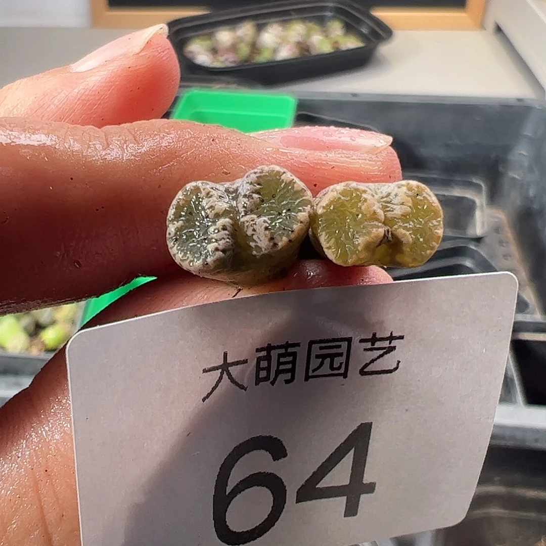 一物一拍。        64