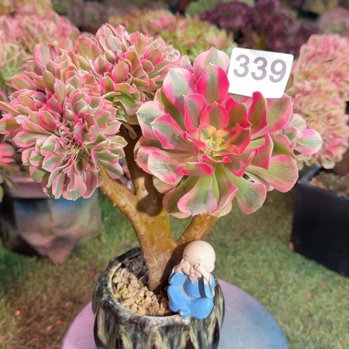 糖果女巫法师锦缀化339