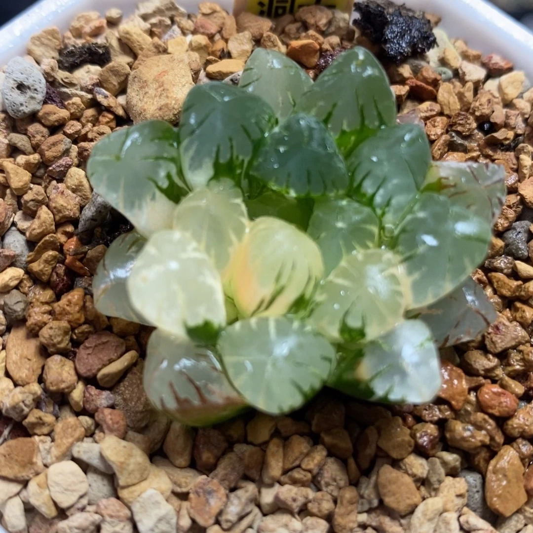 31广濑玉露锦一物一拍