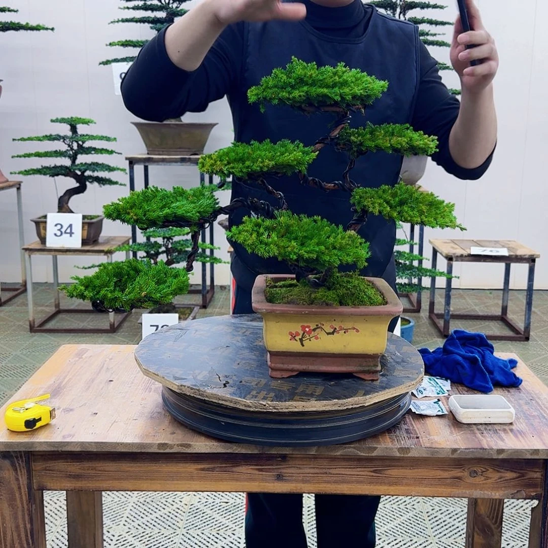 无花朵柏树造型盆景