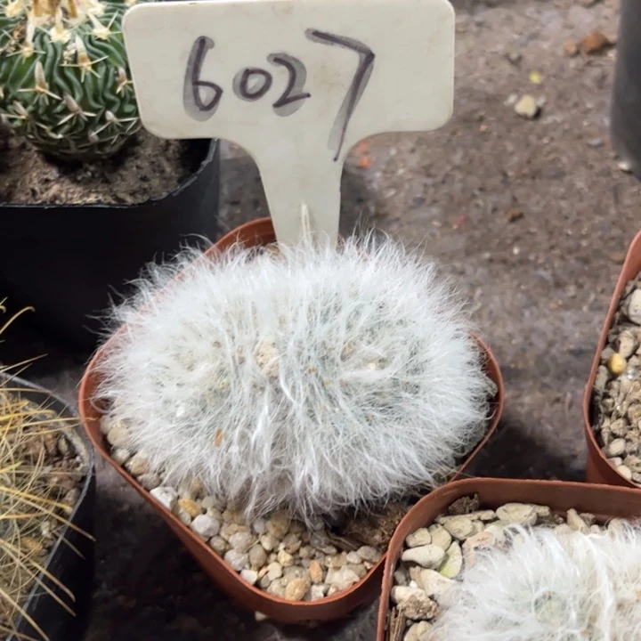 无花朵你****爱6027无刺丽光殿好养