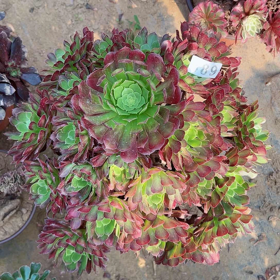 紫砂茶宠冰铜老桩一颗389