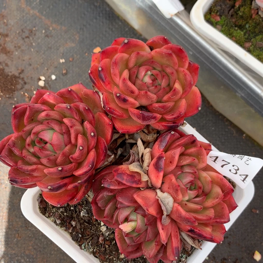 4734杂交多肉植物