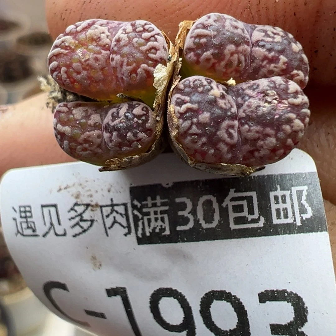 多肉植物1111111111111