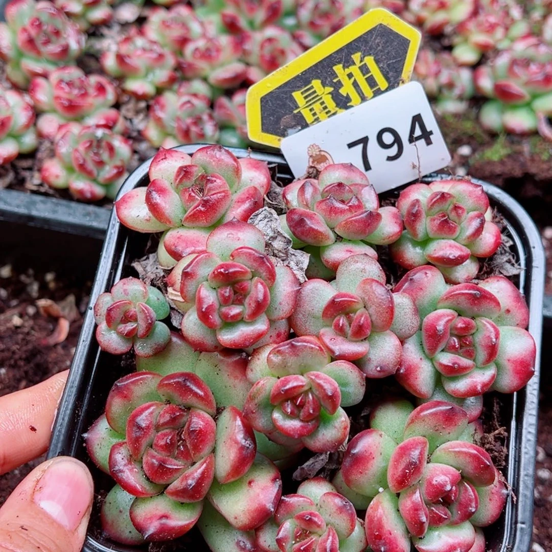 多肉植物多肉植物