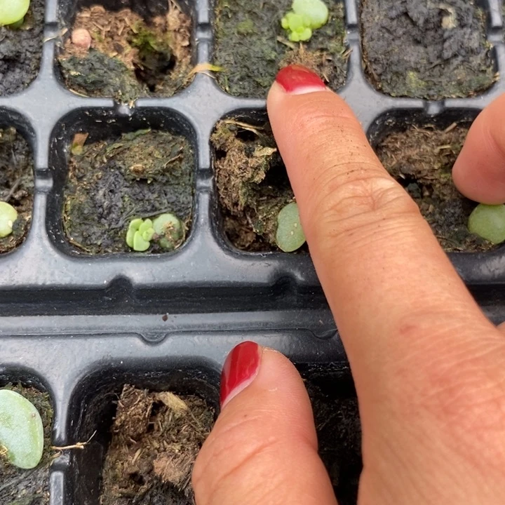 极光珍妮芽苗一个多肉