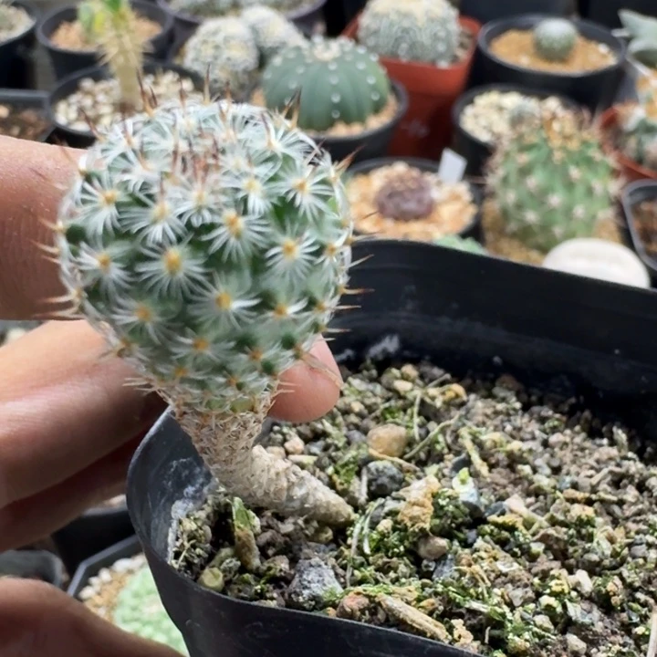 赤花美针玉实生仙人球