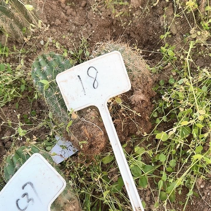 玥*?18号毛花柱一组30瑕疵