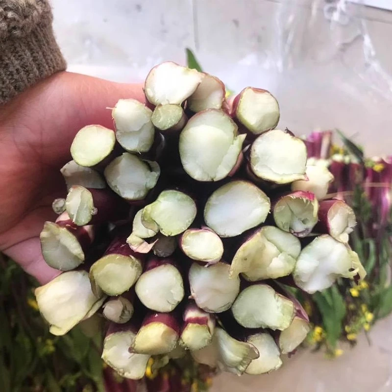 【小邱、阿明专属】湘西新鲜应季红菜苔3斤