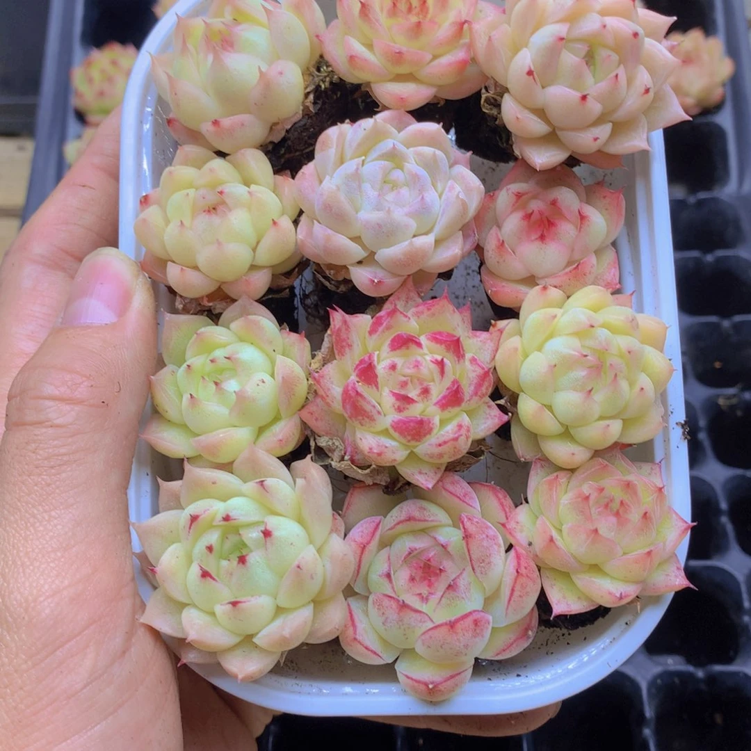 我要去看你了啊我的031