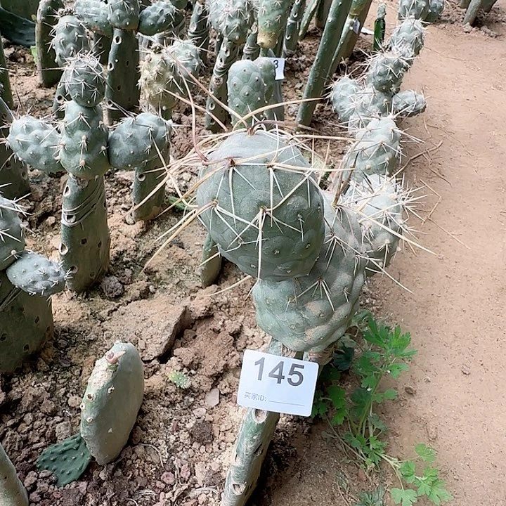 原地长金刺习志野145