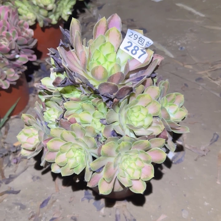 韶华……不包断枝……