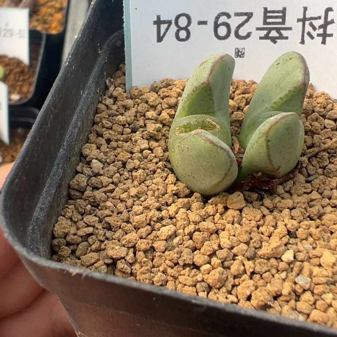 29-84肉锥多肉植物