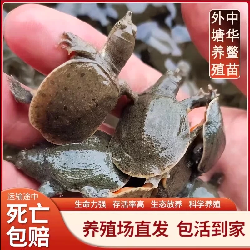 【顺丰包邮】2025年出壳甲鱼苗适合鱼塘水库养殖水鱼团鱼鳖孵化生长