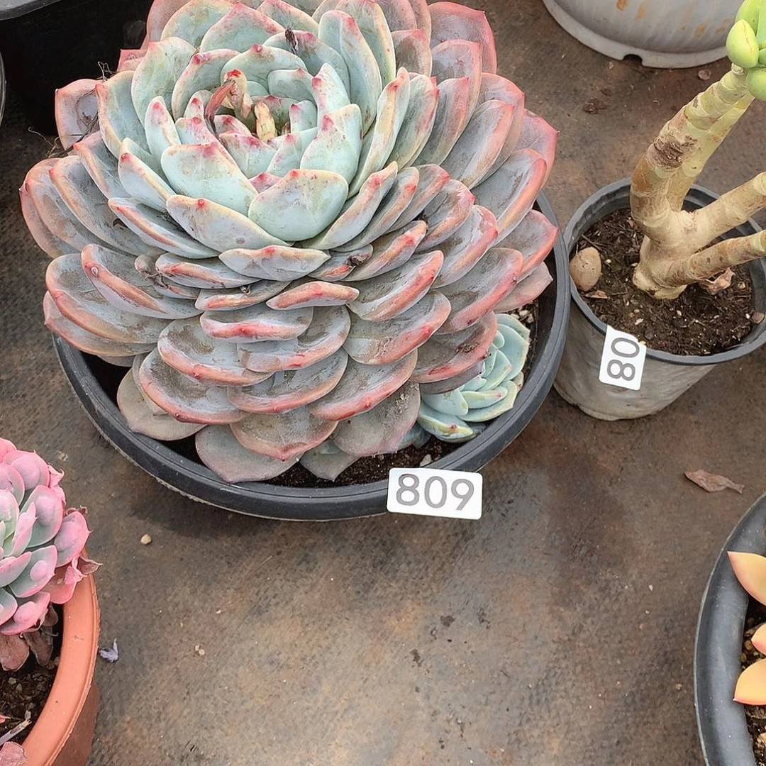 809蓝橙 一物一拍多肉