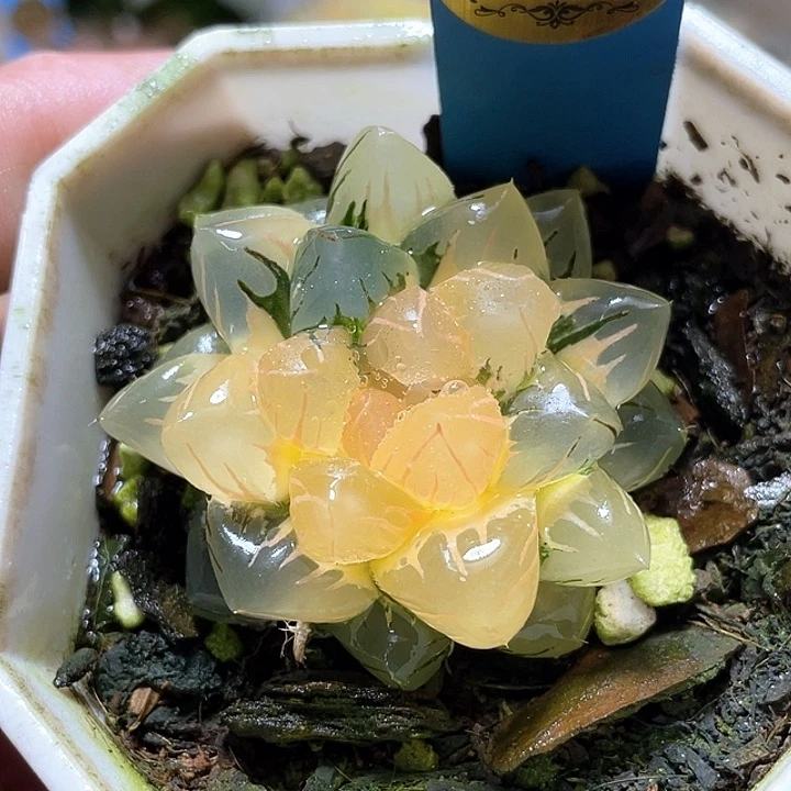 631水中月一物一拍