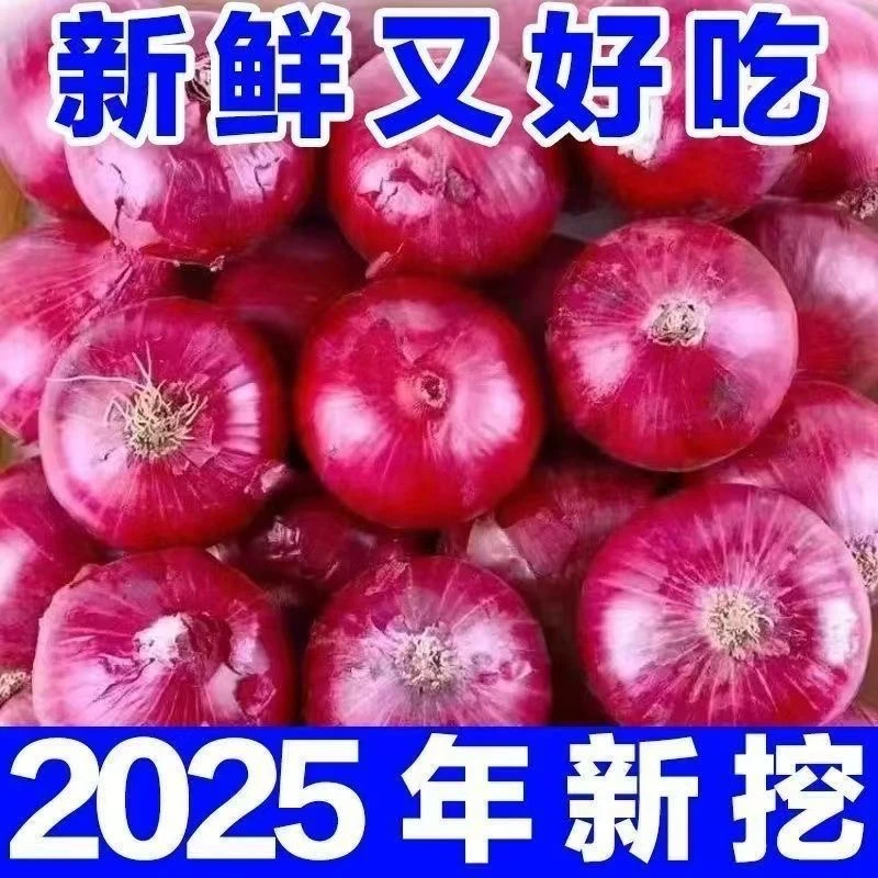 【超值】2025年甘肃新紫皮洋葱新鲜现挖紫色可生吃炒菜凉拌水果洋葱