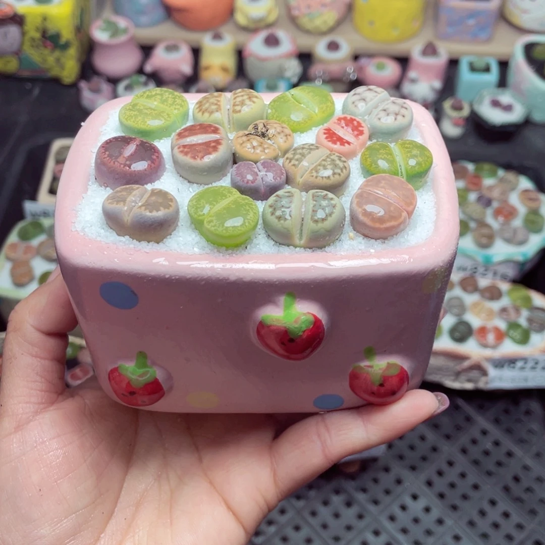 w8225 带盆土发货-零下地区拍保温箱