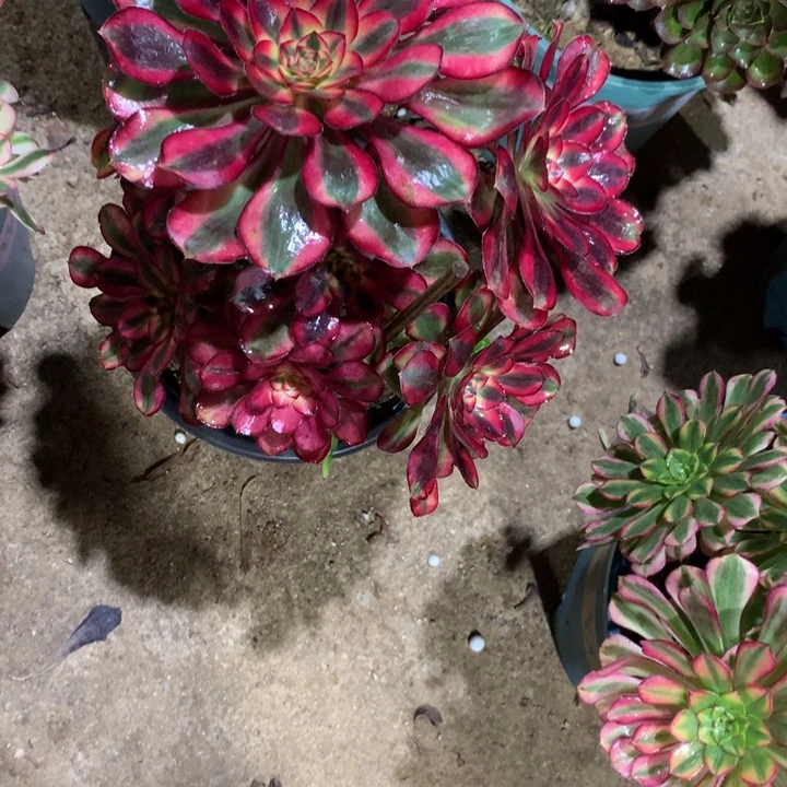 802香奈儿多肉植物特价