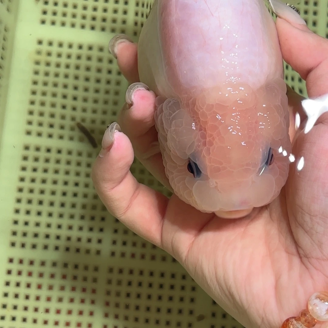 B***y金鱼拍包装包邮，不拍包装运费到付