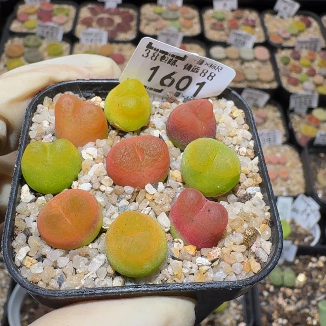 C***eSsss精品生石花1601