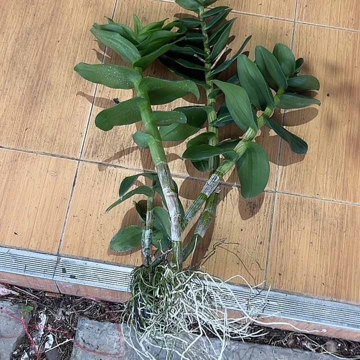 完全开放72大花羚羊