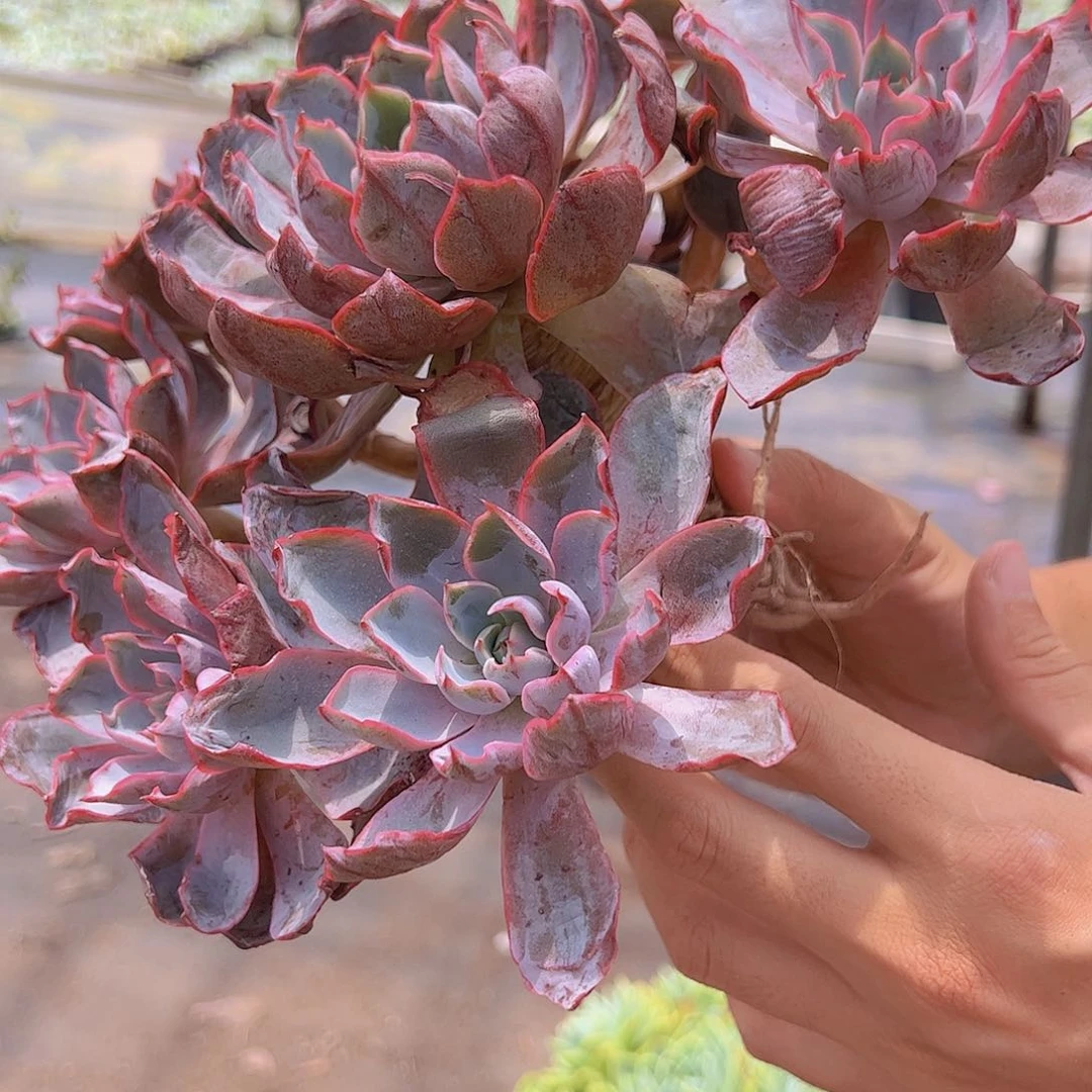 完美手捧血斑赫拉 无砍 单头带多籽 八点起发