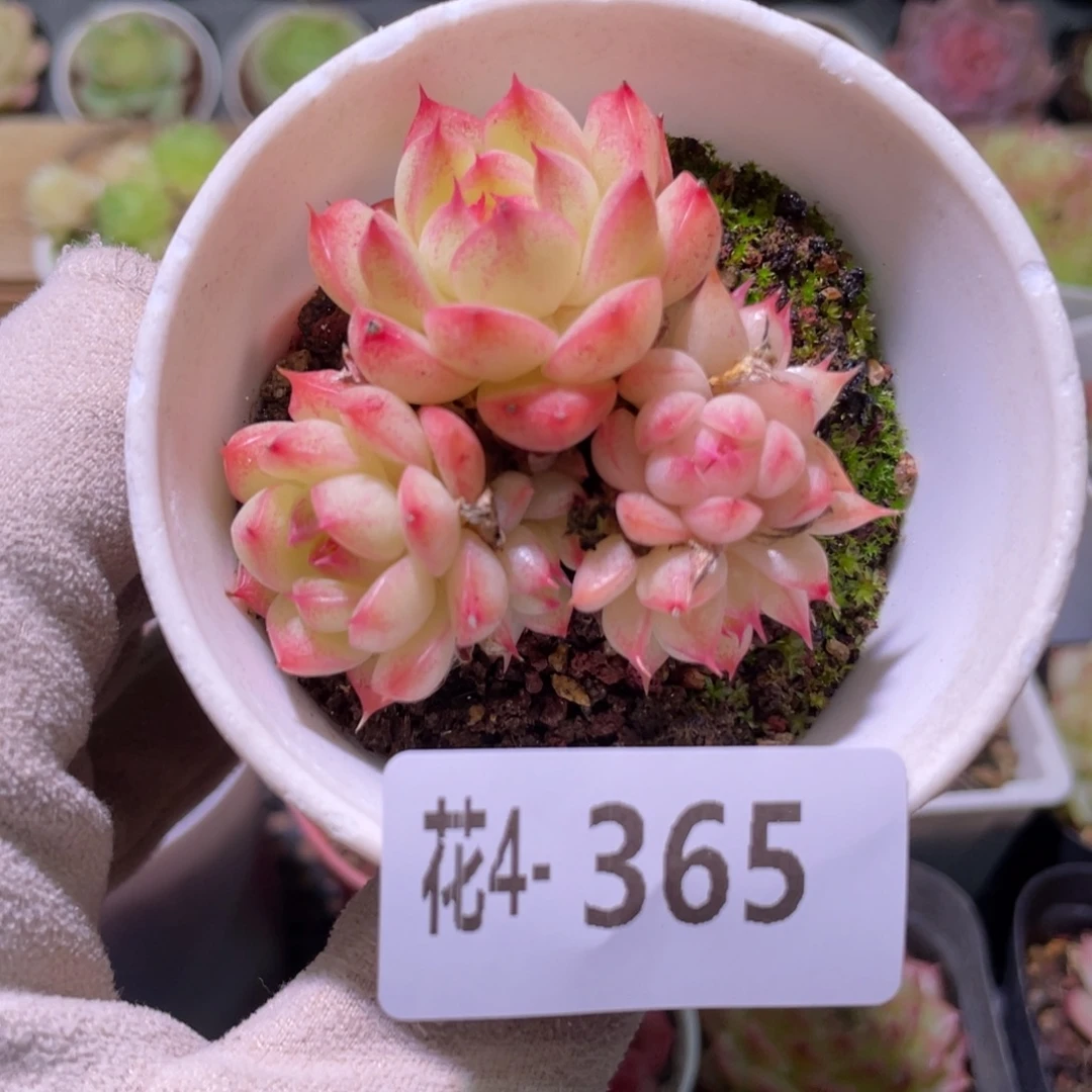 花利美4-365海王群