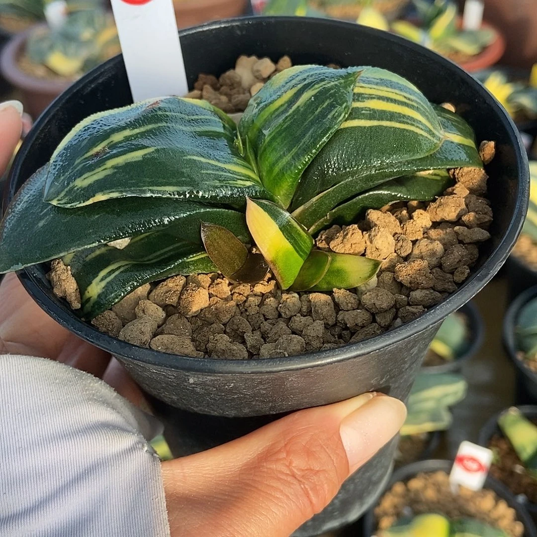 659卧牛实生锦带盆发货