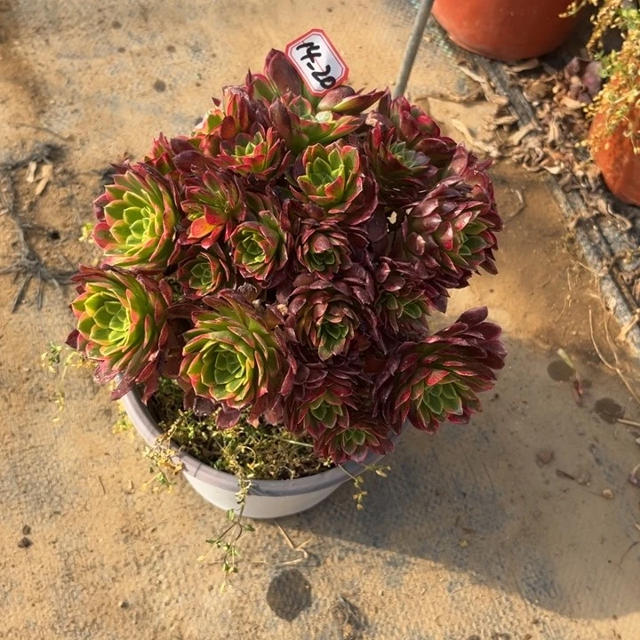 14-20朝霞朵朵多肉植物