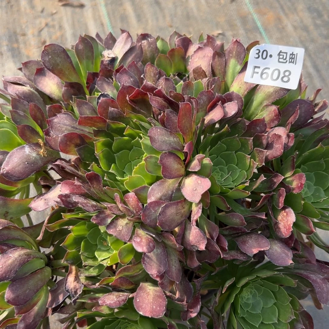 608冰铜多肉法师