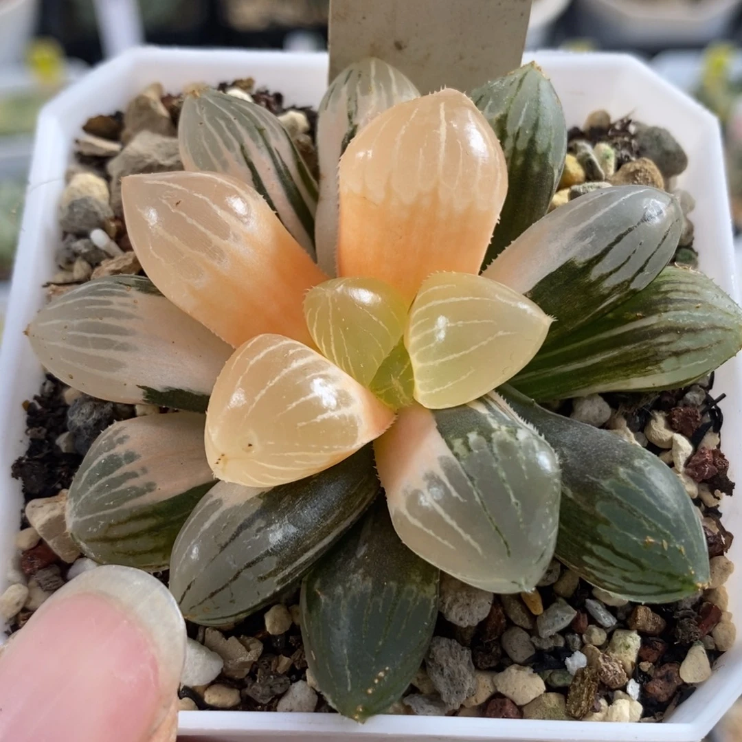 155糯玉露锦一物一拍