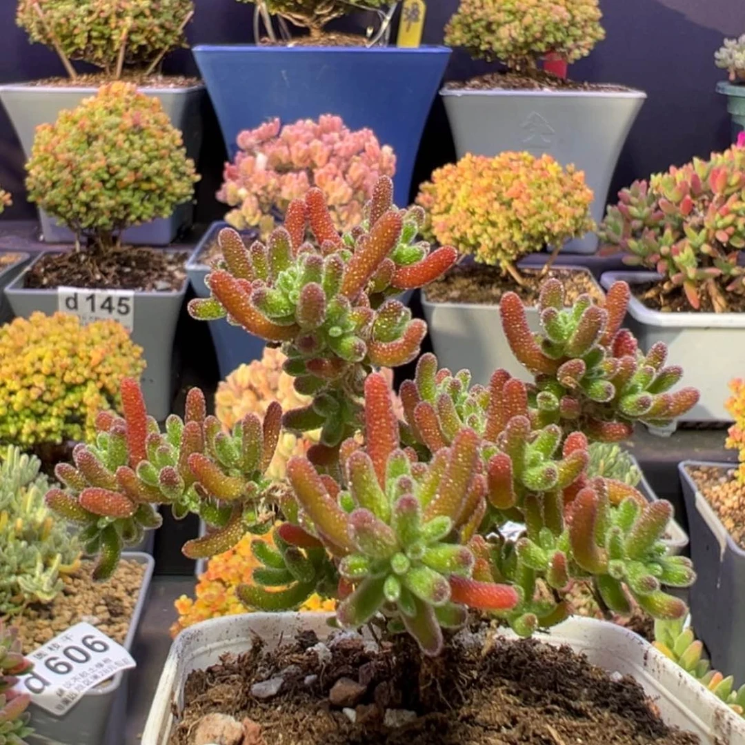 【闪购商品】d509冰川枝干番杏