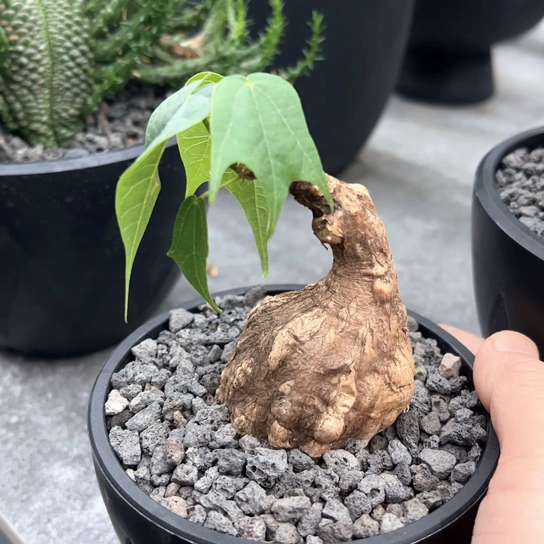 你**雨龟甲火桐887888888