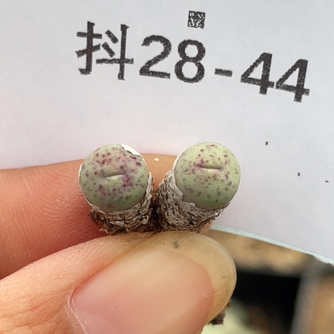 28-44奶油嘴多肉植物
