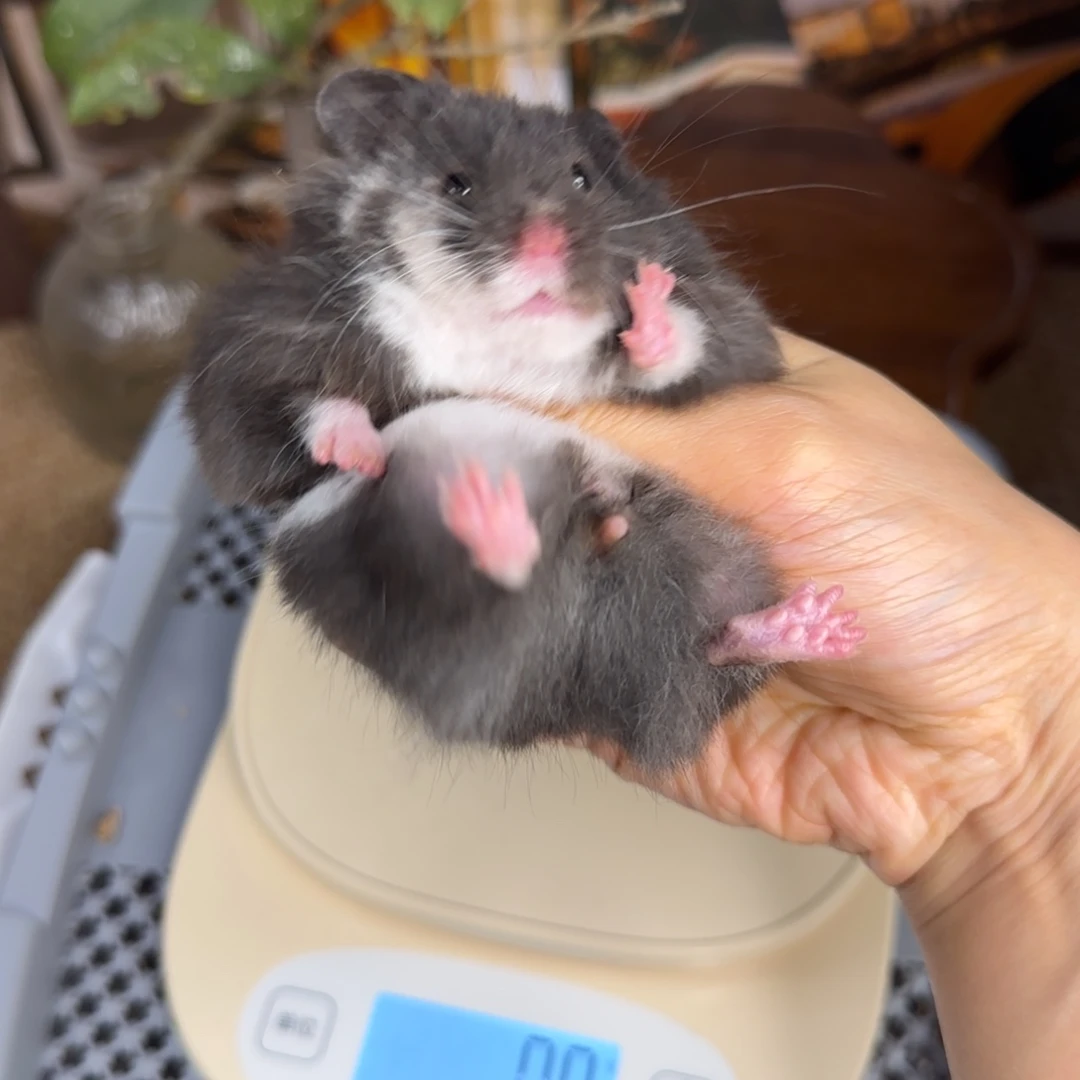 黑白玳瑁妹妹9.18