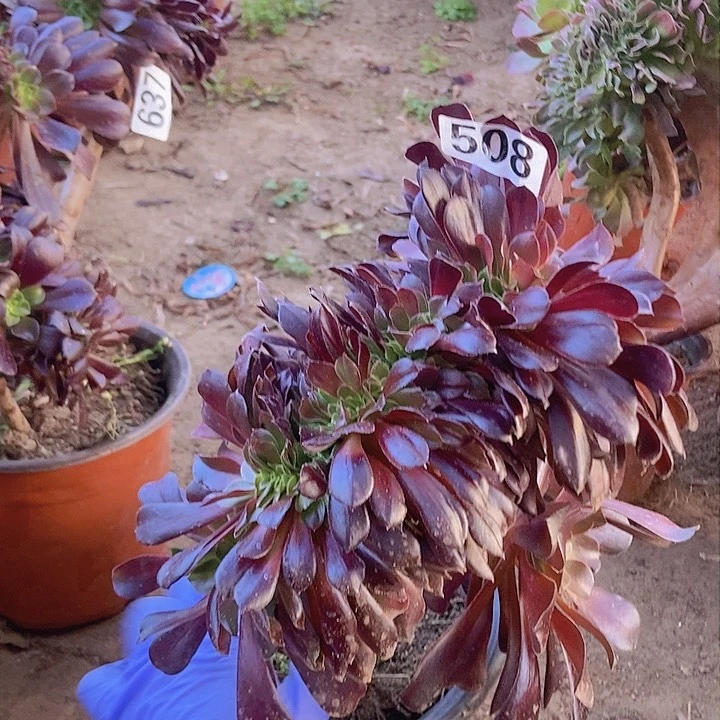 508欧紫缀化老板子