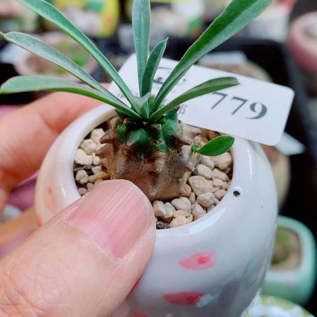 生石花花花花开了779