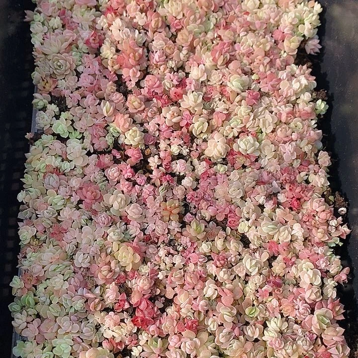 117 多肉植物盆栽花卉植物