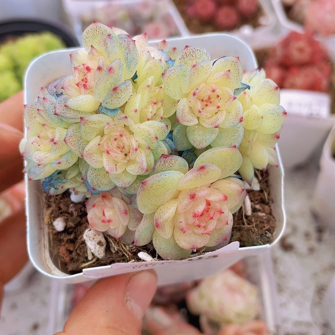 00000000000000003量拍