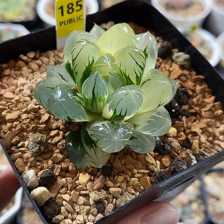 185水晶×冰川玉露锦一物一拍