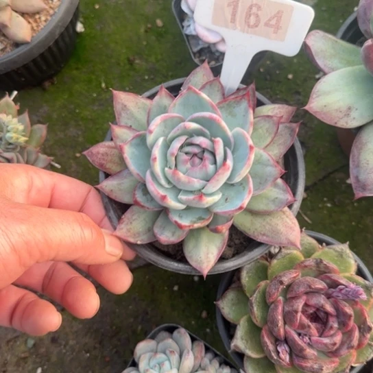 164惊鸿多肉植物多