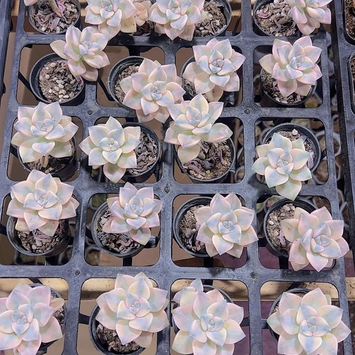 美杏锦精品多肉植物
