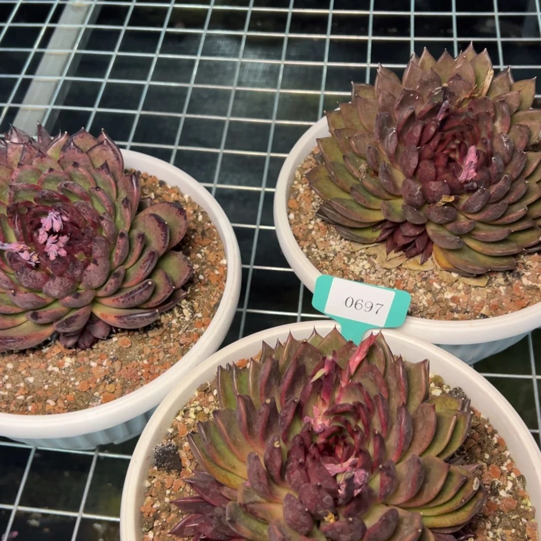 0697肉多么多哦哦肉多么多哦