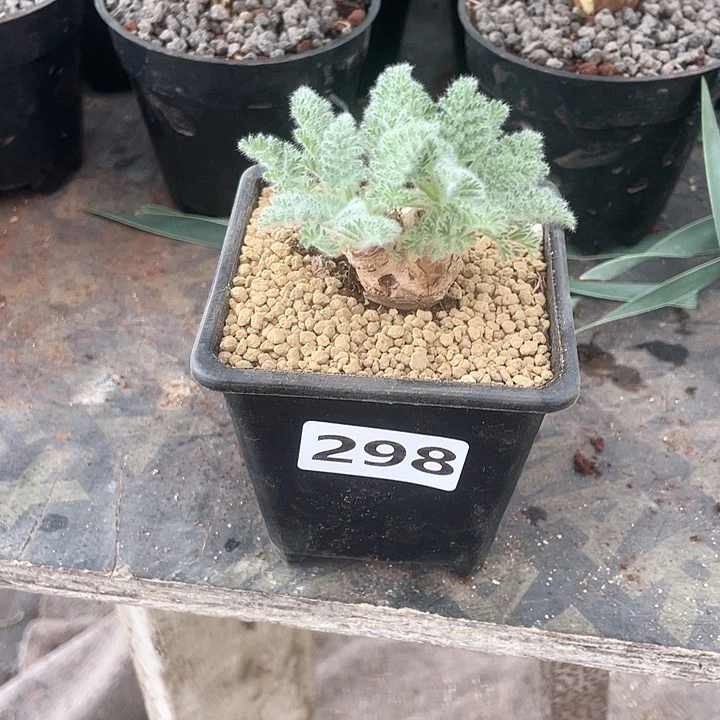 298羽叶杨葵块根，
